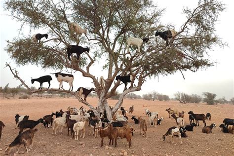 Tripadvisor Viaggio Di Capre Sull Albero Da Agadir E Taghazout