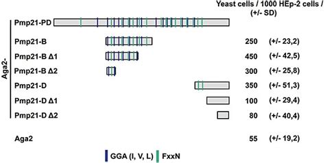 Identification Of Minimal Pmp21 Adhesion Domains Schematic