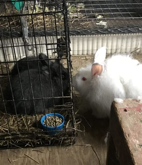 What Ive Learned About Angora Rabbits Alpaca Meadows