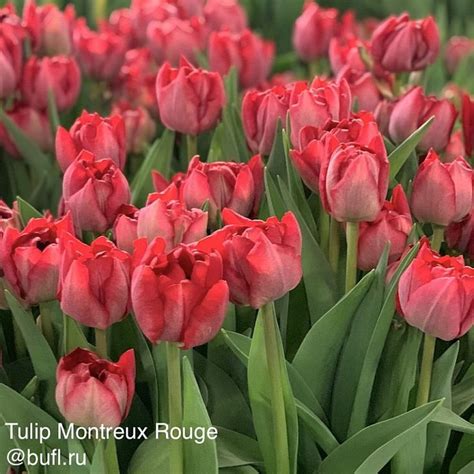 Tulip Montreux Rouge Bufl Ru Tulips Daffodils Flowers