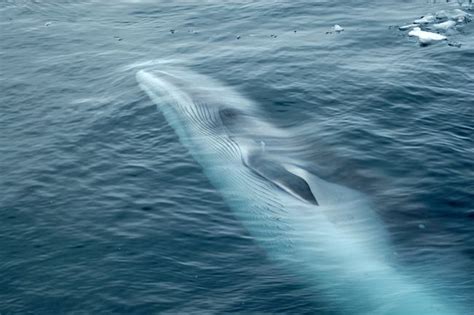 14 Affascinanti Specie Di Balene