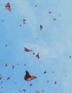 Butterflies GIFs - Find & Share on GIPHY