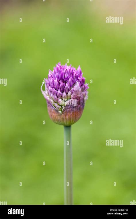 Close Up Of Allium Hollandicum Purple Sensation In Bud Against A