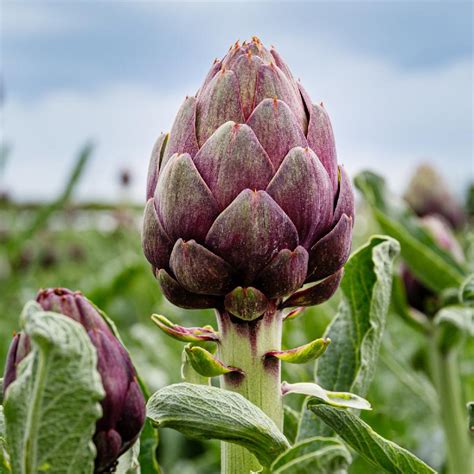 Artichoke Flower