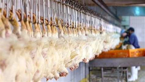 Food Processing Factory, Chicken Meat Stock Footage Video 1146769 ...