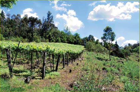 Vineyards In Rio Grande Do Sul Kids Britannica Kids Homework Help