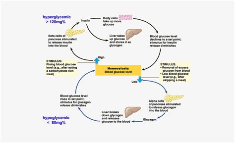 Blood Glucose Regulation Homeostasis