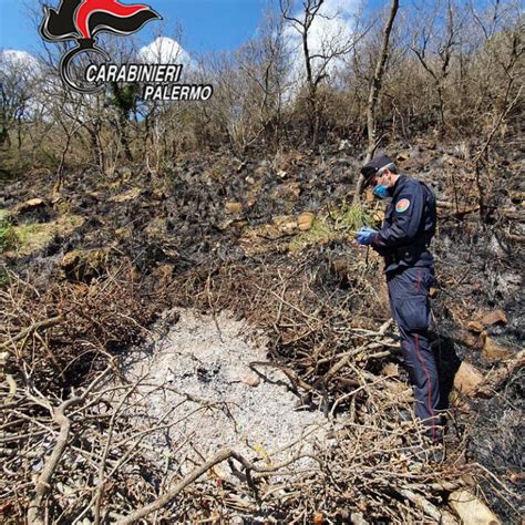 Tagliano Alberi E Incendiano Un Area Boschiva A Mezzojuso Tre