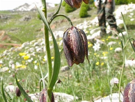 Fritillaria Montana Flower Image Desi Comments