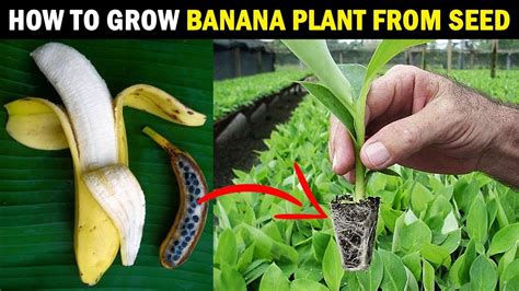 Turn Your Bananas Into Beautiful Trees🍌🍌🍌 Youtube