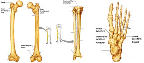 Femur, Tibia, Fibula and Foot bones Diagram | Quizlet