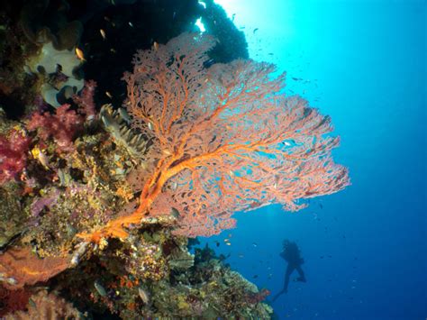 Best Diving In New Caledonia • Scuba Diver Life