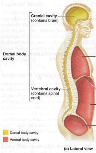 Body Cavities Flashcards Quizlet