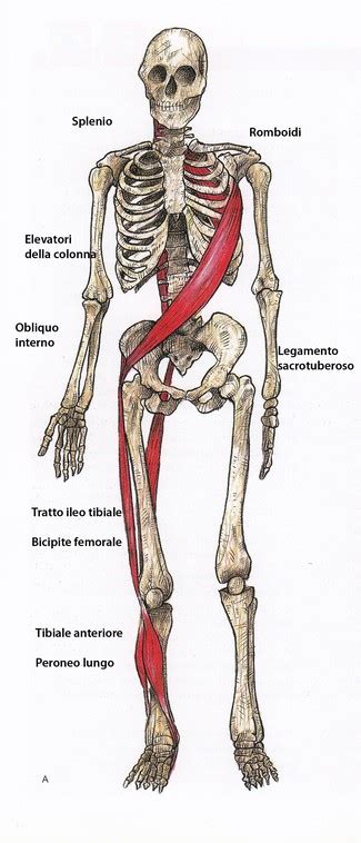 La Fascia A Spirale