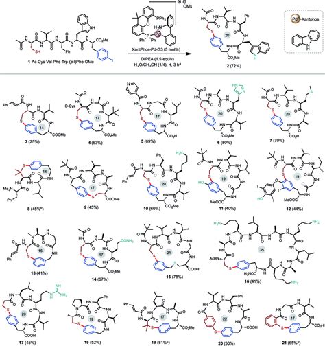 Construction Of Peptide Macrocycles Via Pd Catalyzed Intramolecular