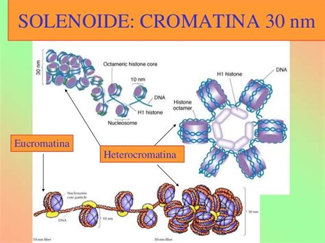 Tema 3 Acidos Nucleicos 2