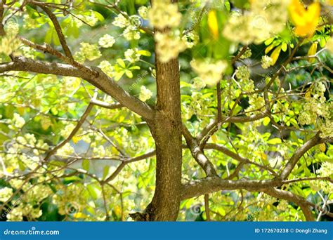 Leaves and Flower Background of Alstonia Scholaris Tree View Stock ...