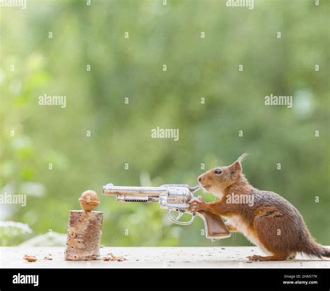 Squirrel With Machine Gun