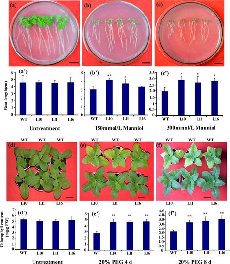 Phenotypic Differences Between The Wt And Transgenic Tobacco Plants Download Scientific Diagram