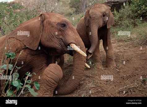 African Elephant Loxodonta Africana Young Orphan Meeting Old Male Orphan Named Imenti David