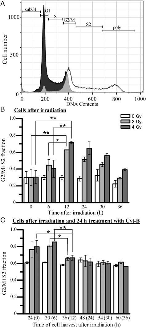 Distribution Of Cell Cycle A Dna Histogram Obtained Using A Flow