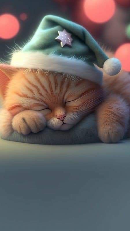 Pin By Victoriacarrascomonedero On SWEET DREAMS Cat Wallpaper Cute