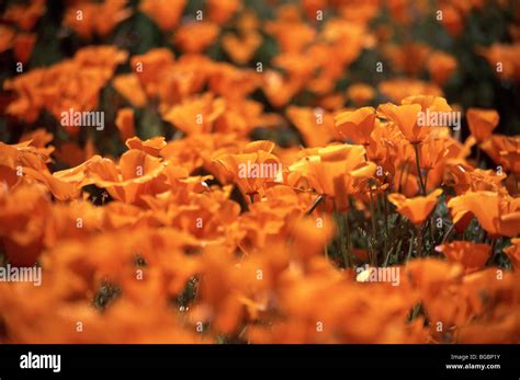 California poppies close up in field Stock Photo - Alamy