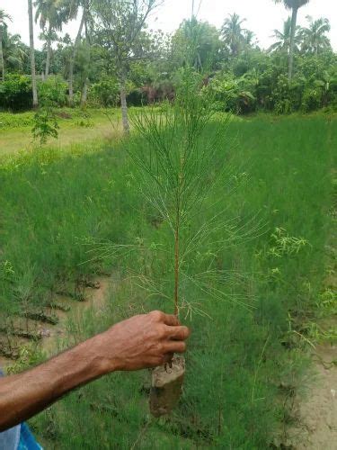 Green Jhau Plant At Best Price In Kolkata Id 2851728348455