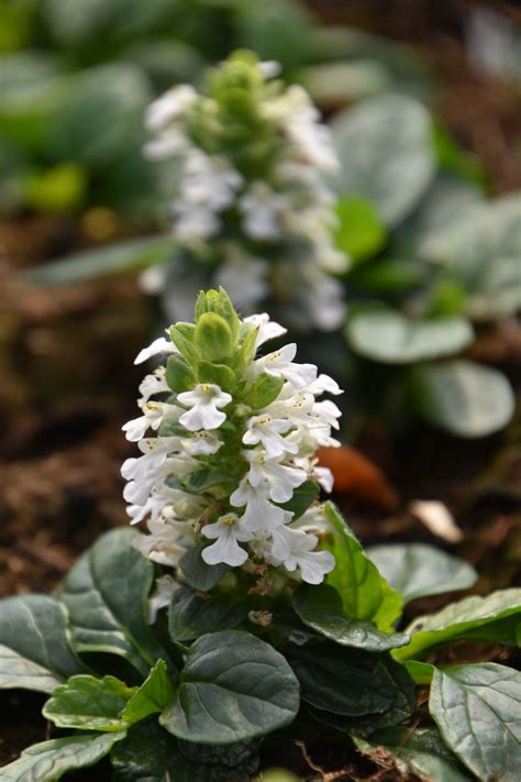 Ajuga Reptans Alba Vaste Planten De Swaef Bv