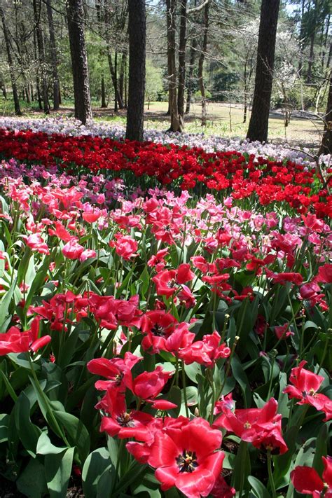 Springtime At Garvan Woodland Gardens Hot Springs Arkansas Woodland