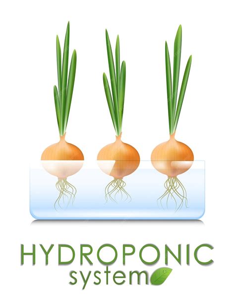 Cultivo De Vegetais E Ervas Em Um Sistema Hidropônico Cebolinha Cultivada Em água Sistemas De