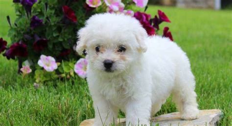 Bichon Frise.Meet Haven a Puppy for Adoption.