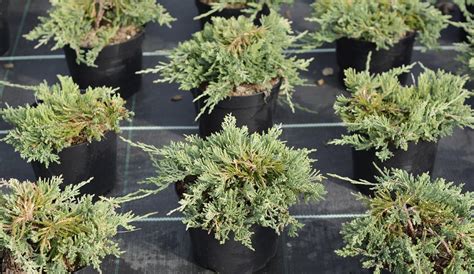 Можжевельник комнатный (домашний): фото, выращивание дома, в горшке, в ...