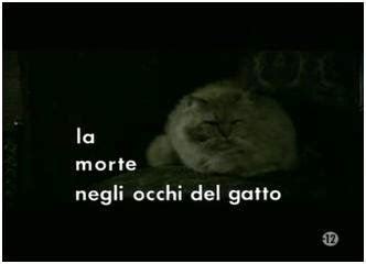 La Morte Negli Occhi Del Gatto Morte Gatti