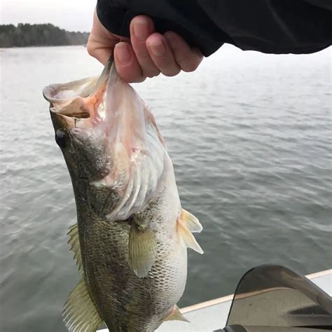 Brandy Branch Reservoir Fishing Reports🎣• Marshall Tx United States