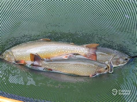 closeup   brown trout   net  partially submerged