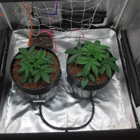 Custom Breeder Strain Autoflower Portal Spiritwalker Grow Journal