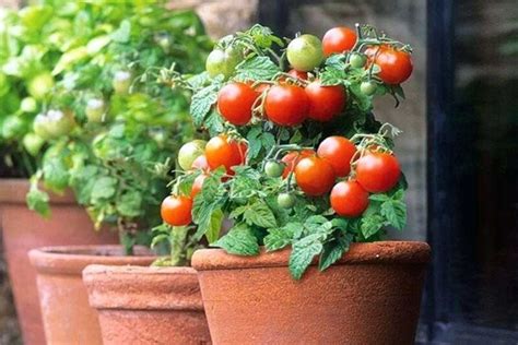 39 Dwarf Cherry Tomato Varieties for Small Space Gardening