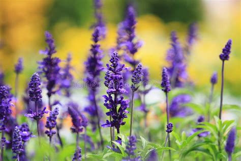 A Lavendel Lavandula Angustifolia Field Of Lavender Lavandula