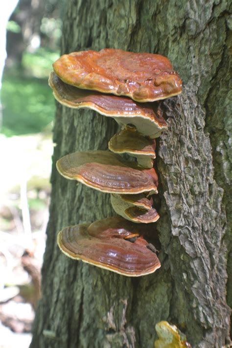 Great Lakes Fungi On Twitter It It Reishi If So It S My First