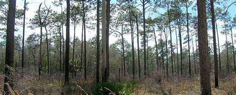 Apalachicola National Forest