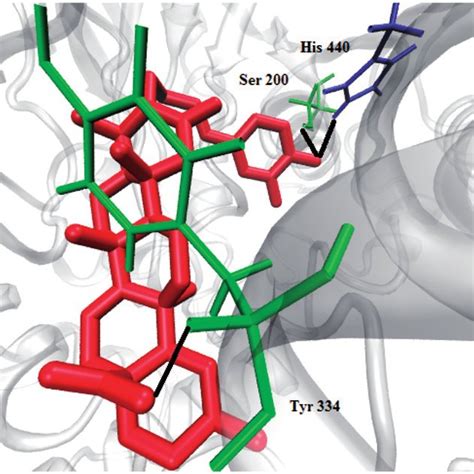 Binding Interaction Of Compound 1 With Active Site Residues Of TcAChE