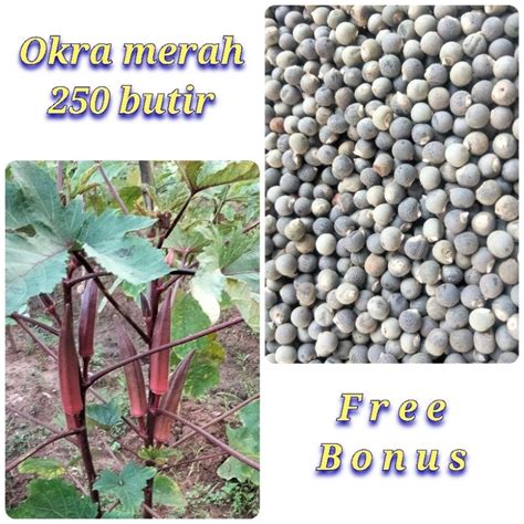 Jual benih biji okra merah paket (250 biji) | Shopee Indonesia
