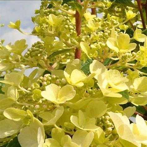 Штамбовые : Hydrangea paniculata'Candlelight'-Гортензия метельчатая ...