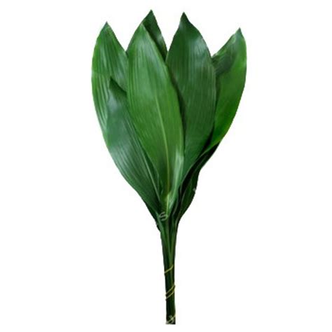 Aspidistra Green