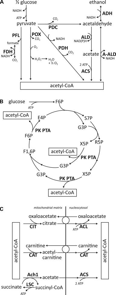 Schematic Representation Of Alternative Routes For Formation Of Download Scientific Diagram