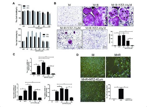 Nitazoxanide Inhibited Rankl Mediated Osteoclastogenesis In Vitro