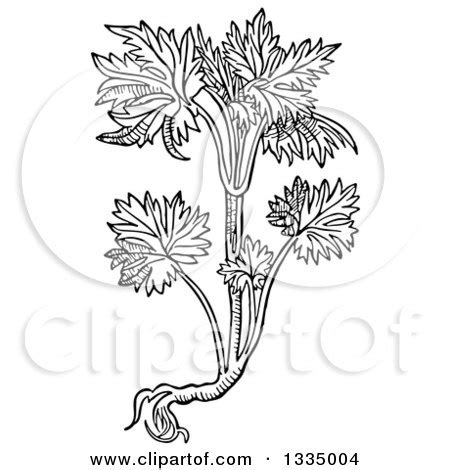 Clipart Of A Black And White Woodcut Herbal Consolida Larkspur Plant