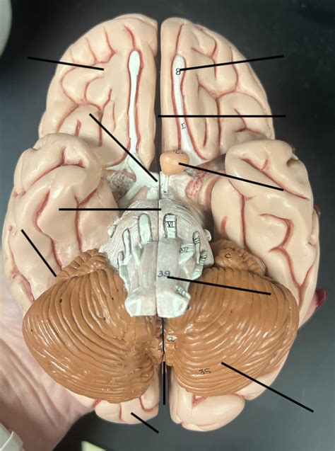 Inferior View Of Brain Diagram Quizlet