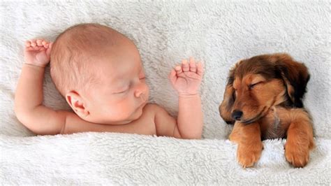 Study suggests pet exposure might help protect babies from allergies ...